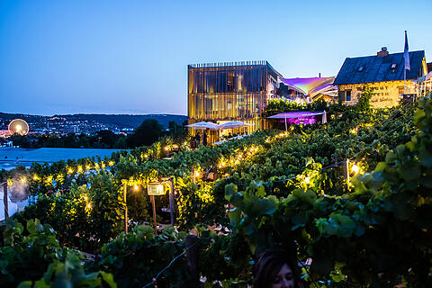Wein am Stein