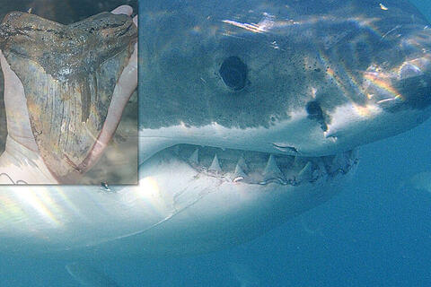 Megalodon / Hai / Zahn