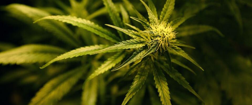 Cannabis / Marihuana / Gras