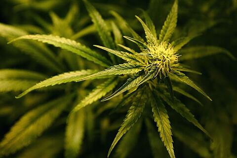 Cannabis / Marihuana / Gras