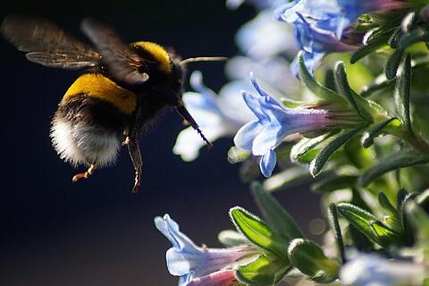 Hummel / Hummeln / Sommer