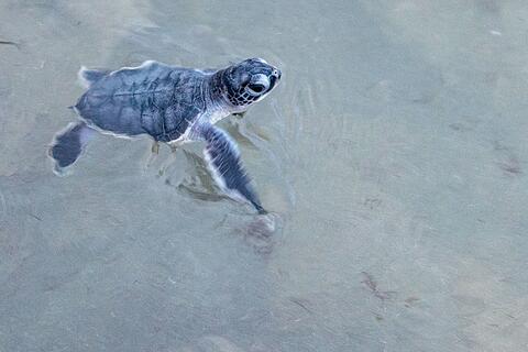Geschl&uuml;pfte Gr&uuml;ne Meeresschildkr&ouml;ten auf dem Weg ins Meer