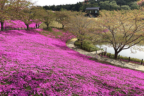 Mann pflanzt Blumenwiese f&uuml;r seine Frau