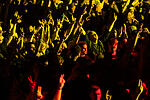 Punk in Drublic