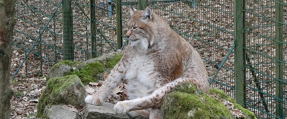 Lebt Deutschlands dickster Luchs in Schweinfurt?