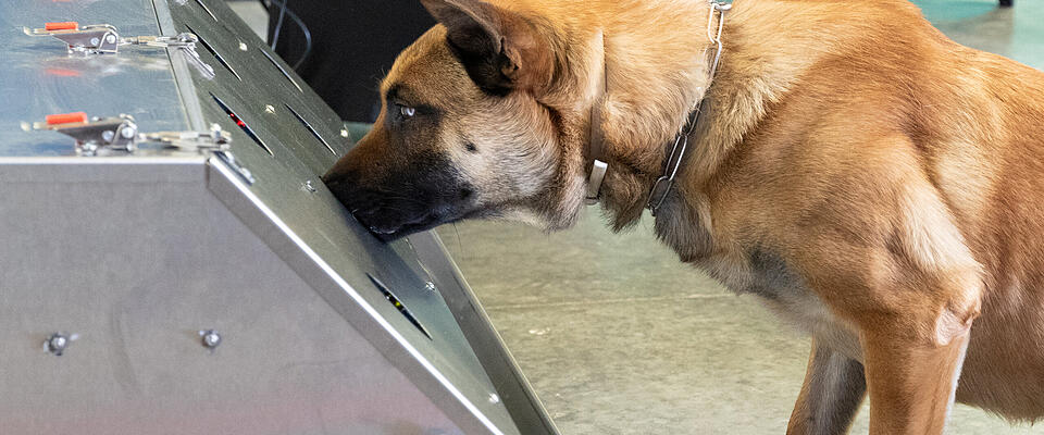 Ausbildung zum Corona-Spürhund