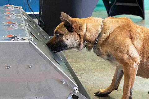 Ausbildung zum Corona-Spürhund