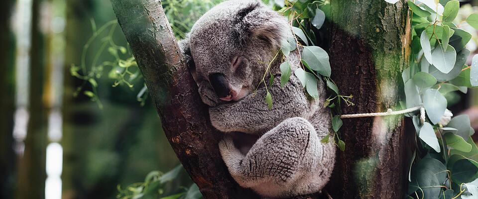 Koala